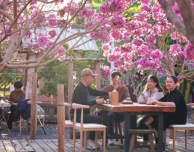 Фиолетовое дыхание весны: холмы Сямэня окрасились в цвет табебуй