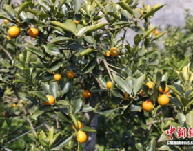 Золотые плоды: как кумкват превратил жителей китайского уезда Жунъань в зажиточных земледельцев