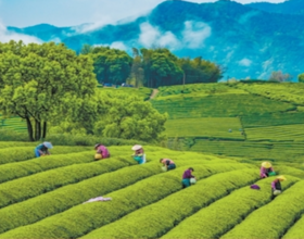 Чайная индустрия Китая превысила 1 трлн юаней, продукция поставляется в более чем 50 стран