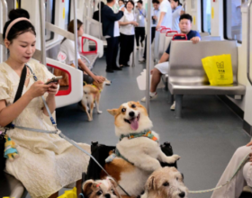 С ветерком и любимым псом: в Китае поездки с питомцами на экспрессах стали еще комфортнее