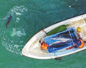 Спустя 20 лет янцзыский осетр снова размножается в дикой природе