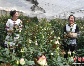 Как выращивание роз приносит доход фермерам уезда Луцюань
