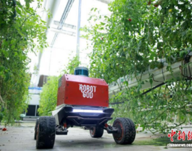 В Учжэне роботы начали весеннюю посевную в умных теплицах