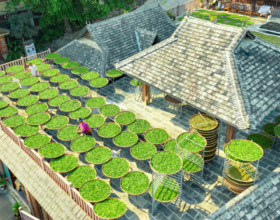 Чай на крышах: сезон весеннего сбора на горе Цзинмайшань